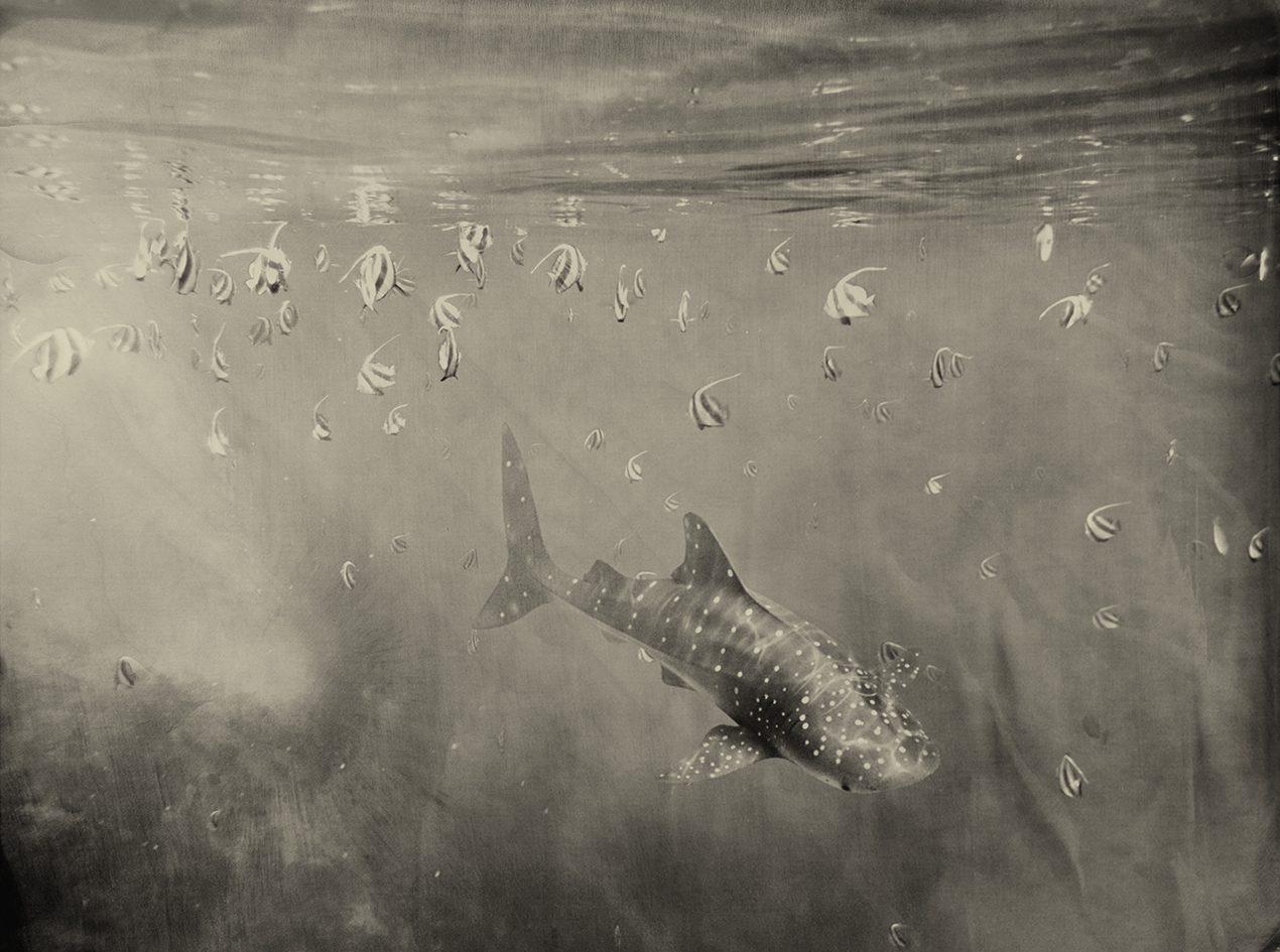 Whaleshark Filitheyo Maldives
